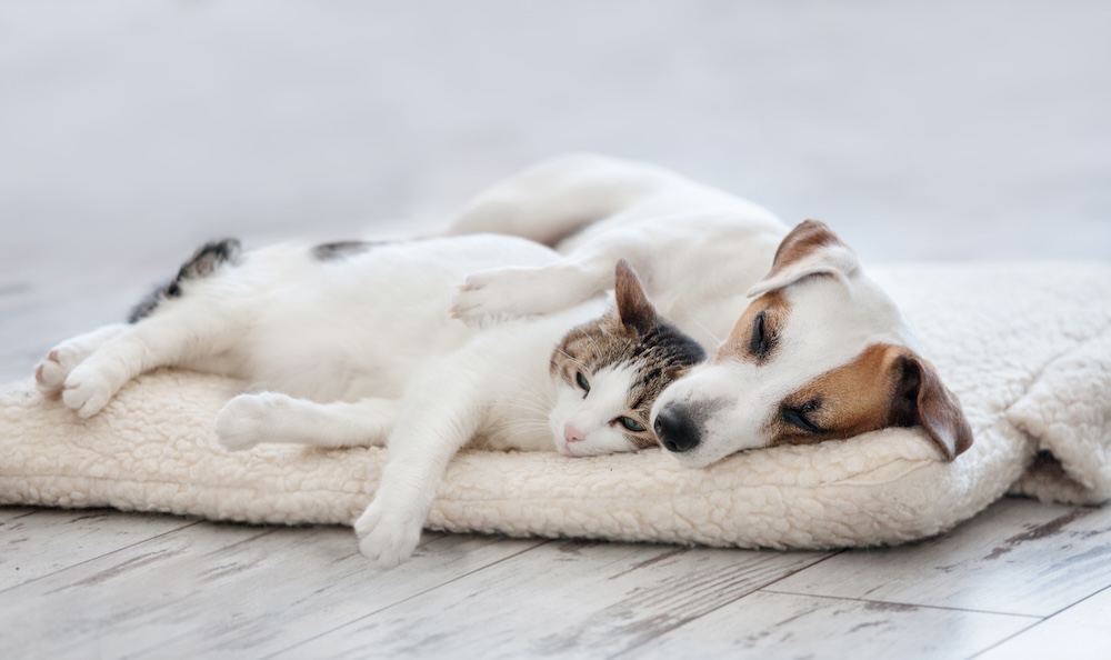 Should You Allow Pets in Your Rental Property?
